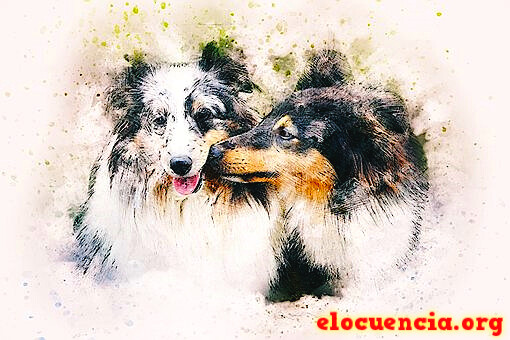 Imágenes con frases de perros graciosos