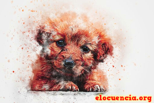 Imágenes con frases de perros graciosos