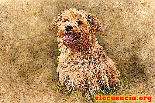 Imágenes con frases de perros graciosos