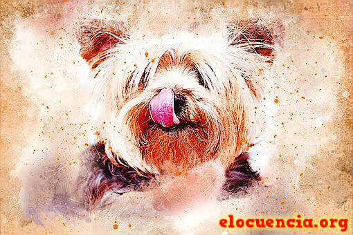 Imágenes con frases de perros graciosos