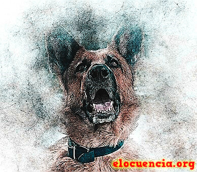 Imágenes con frases de perros graciosos