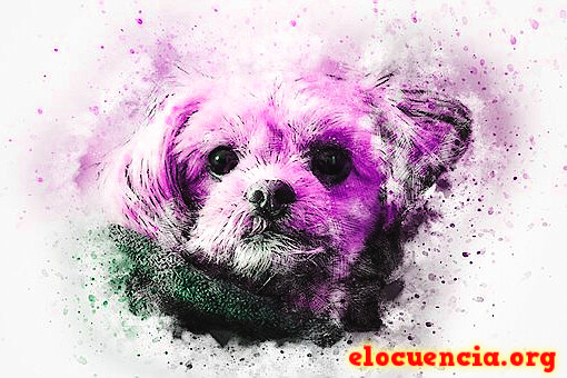 Imágenes con frases de perros graciosos