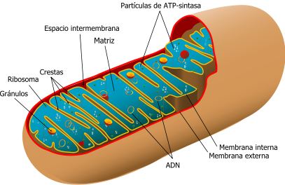enfermedades mitocondriales ayudemos a andres mitocondria