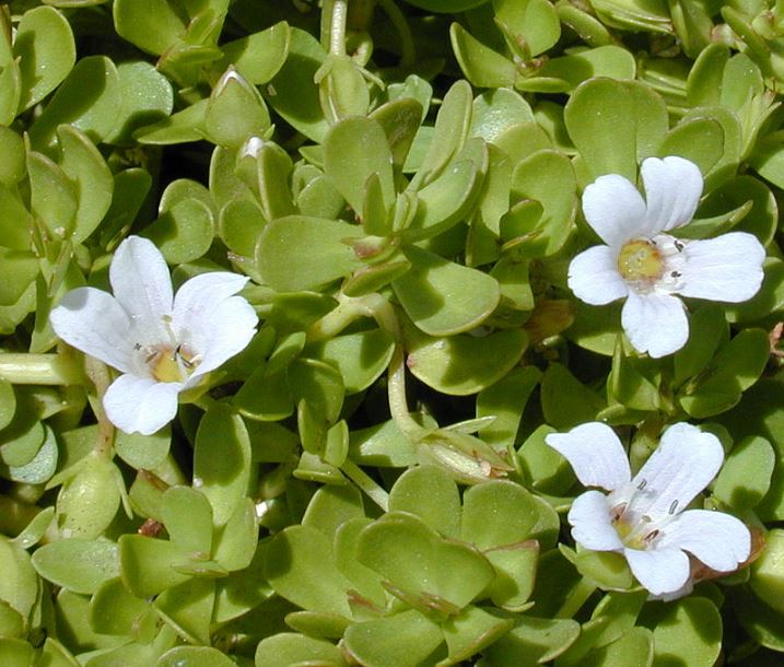 Bacopa Monnieri para la salud mental