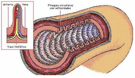 Bacopa Monnieri protege las vellosidades intestinales