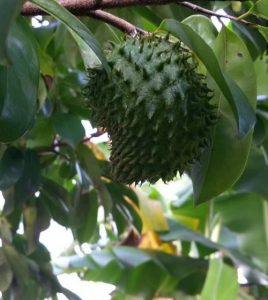 arbol de la graviola