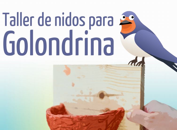 nidos de golondrinas portada