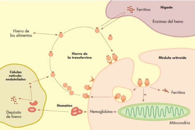 la transferrina en el metabolismo del hierro
