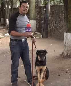 como adiestrar a un perro a sentarse