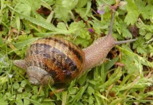 helicicultura portada