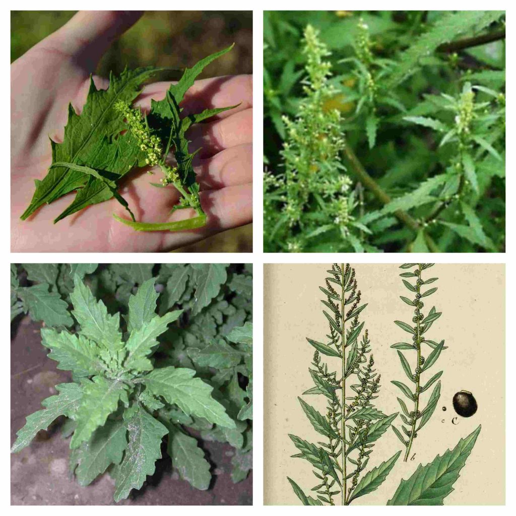 Epazote o pazote Chenopodium ambrosioides portada