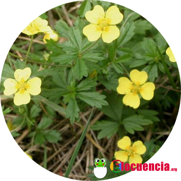 tormentilla-potentilla-erecta_1
