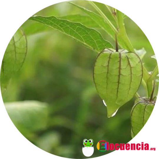 mullaca nombre cientifico