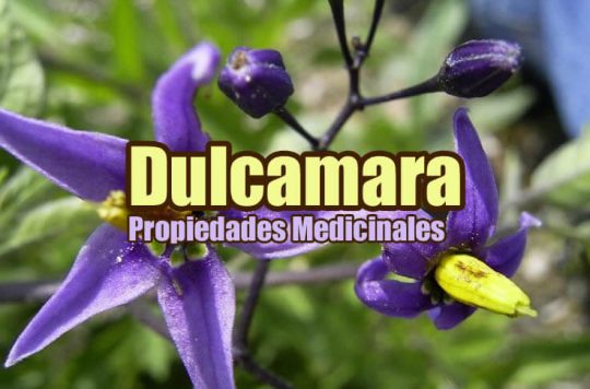 Dulcamara planta propiedades medicinales