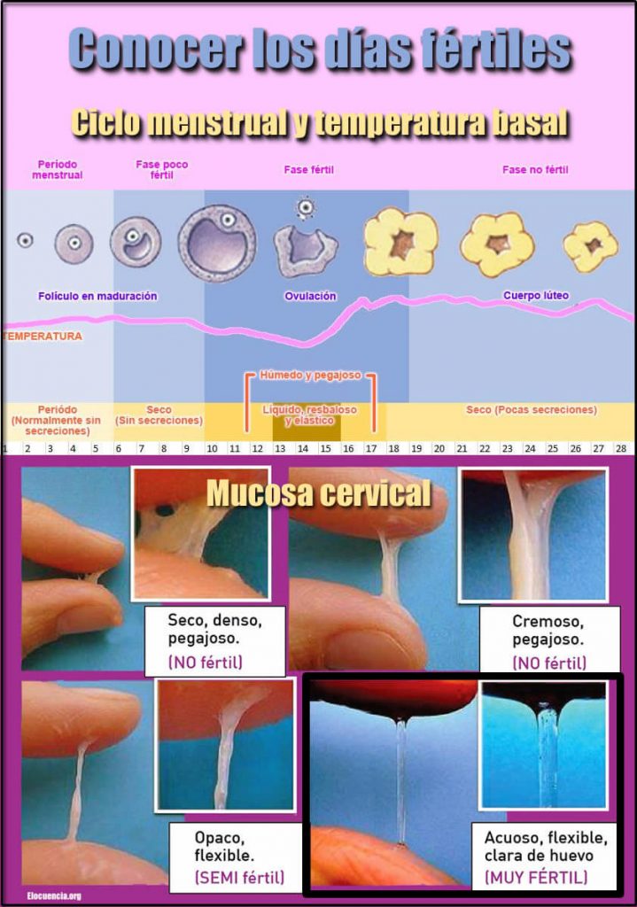 como quedar embarazada temperatura basal y moco cervical