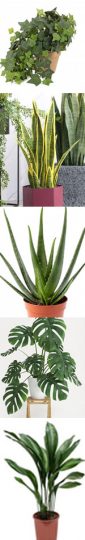 Plantas de interior resistentes