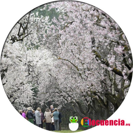 almendros en flor en la quinta de los molinos de Madrid