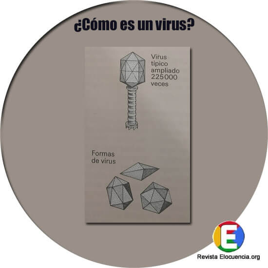 Qué es un virus