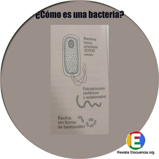 Qué es una bacteria