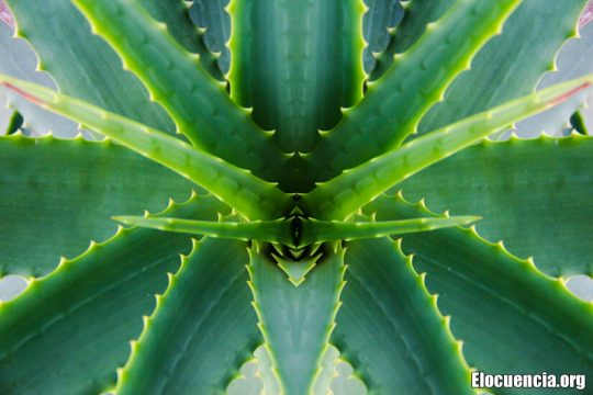 Aloe Vera en los productos cosméticos