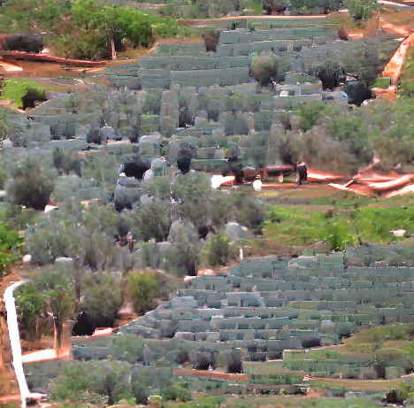 imagen de una plantación de olivos tradicional